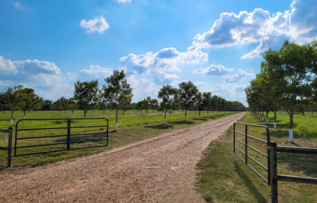 Real Estate Auction October 8 2021 _ Pecan Orchard