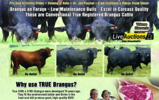 OCF Fall Brangus Cattle Auction 2023